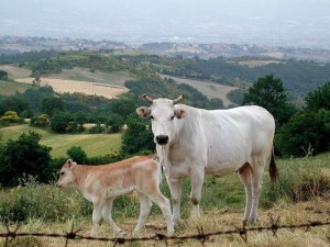 Chianina Cow & Calf - Photo credit: Monica / Foter / CC BY